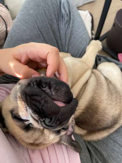 Welpen Bilder !-Beitrag-Bild