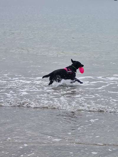 Hundetreffen-Spielend Gassi gehen!-Bild