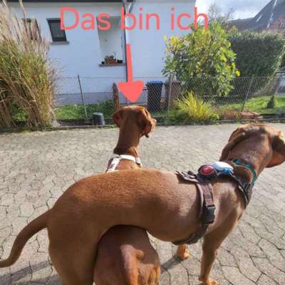 Hundetreffen-Hilfe mit Tagesbetreuung gesucht-Bild