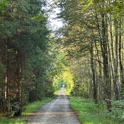 Hundetreffen-Gassirunde im Grünen-Bild