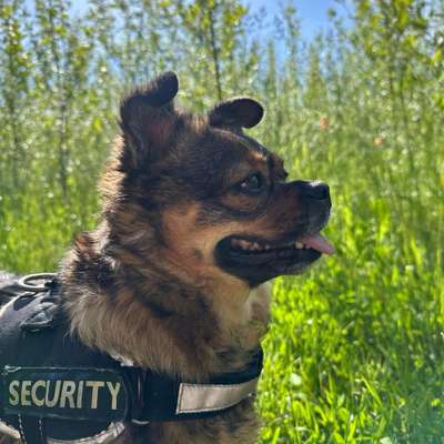 Hundetreffen-Geselliges Gassi-Bild