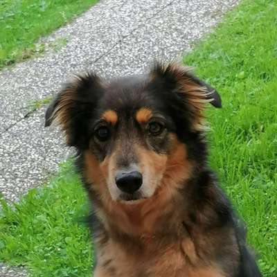 Hundetreffen-Hundewiese willich stahlwerk becker-Profilbild