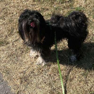 Hundetreffen-Social Walks, Training und ggfalls Tobefreunde-Bild