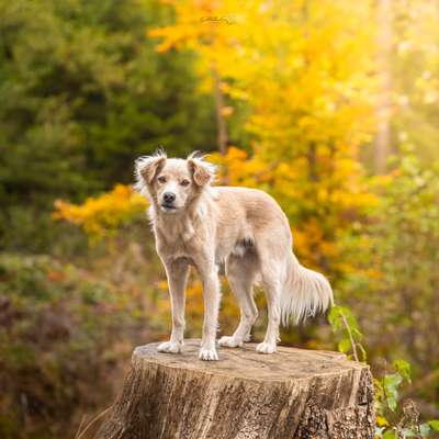 Hundetreffen-Gassi Kumpel gesucht-Bild