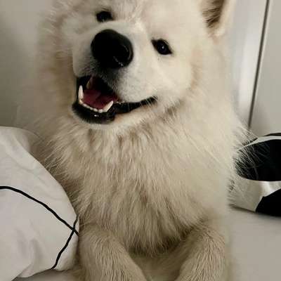 Hundetreffen-Samojeden Treff-Bild