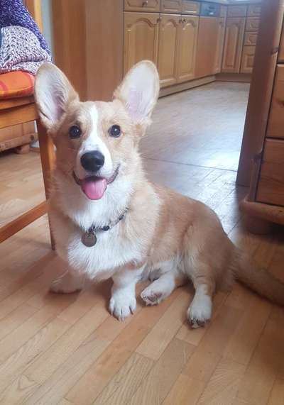 Corgis und ihre persönlichen Hofangestellten-Beitrag-Bild