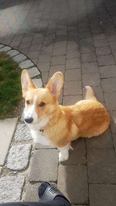 Seltene Rassen!-Beitrag-Bild