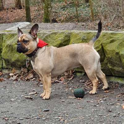 Wiegt Ihr das Essen Eures Hundes ab?-Beitrag-Bild