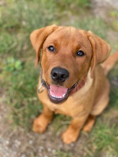 Hundetreffen-Hunde treffen im Diemeltal-Bild