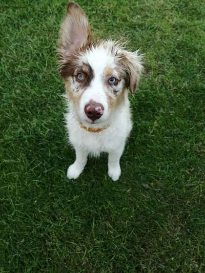 Foto's und Hundemodels-Beitrag-Bild