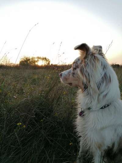 Foto's und Hundemodels-Beitrag-Bild