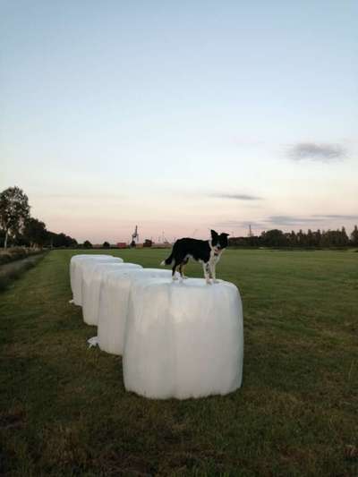 Gibt's hier noch mehr Border Collies???-Beitrag-Bild