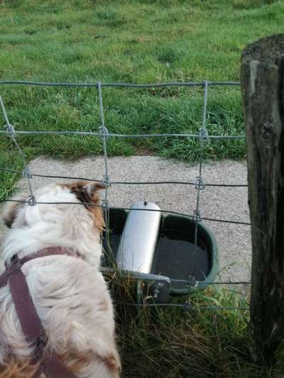 Radfahren mit Hund-Beitrag-Bild