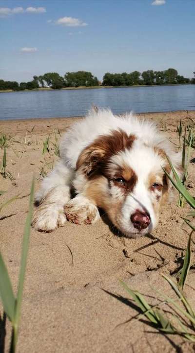 Foto's und Hundemodels-Beitrag-Bild