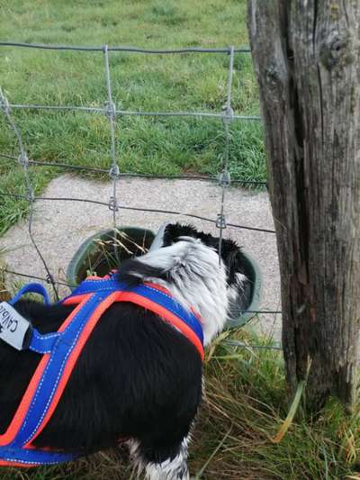 Radfahren mit Hund-Beitrag-Bild