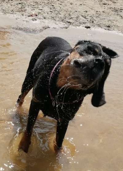 Dogorama-Monats-Challenge-Mai "Wasser"-Beitrag-Bild