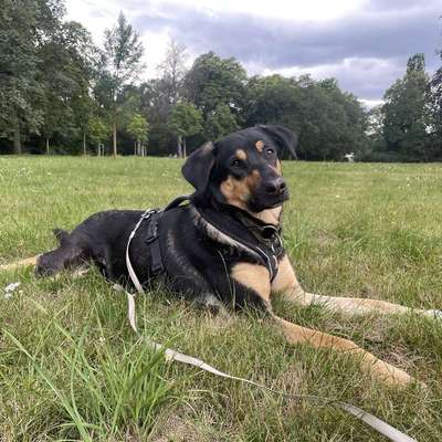 Hundetreffen-Regelmäßiges gemeinsames Gassi Stünzer Park, KGV und Umgebung-Bild