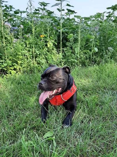 Staffordshire Bull Terrier-Beitrag-Bild