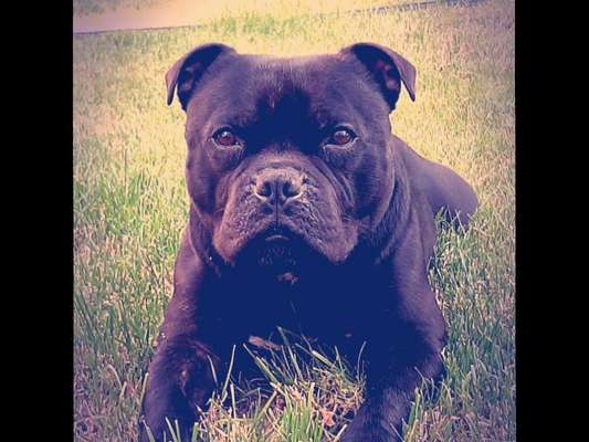 eure Spitznamen für die Vierbeiner-Beitrag-Bild