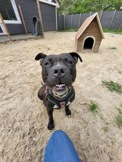 Tierschutzhunde suchen ein Zuhause-Beitrag-Bild