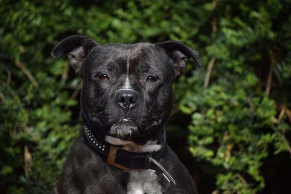 Tierschutzhunde suchen ein Zuhause-Beitrag-Bild