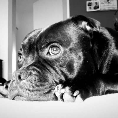 Die Dogorama Kalender Challenge Titelbild-Beitrag-Bild