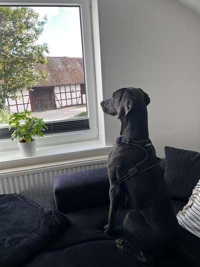 Hundetreffen-Gemeinsam Spazieren gehen 🐶-Bild