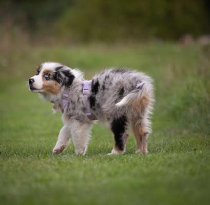Hundetreffen-Gassirunde mit souveränen Hunden-Bild