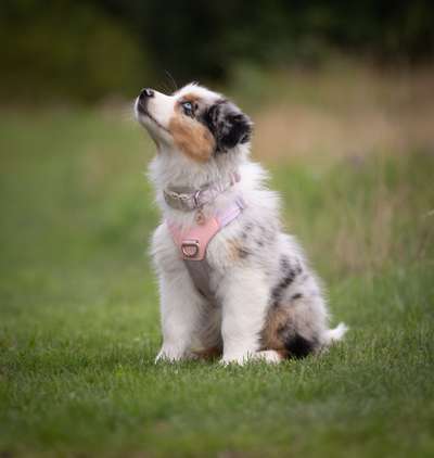 Hundetreffen-Welpentreff-Bild