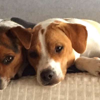 Seltene Rassen!-Beitrag-Bild