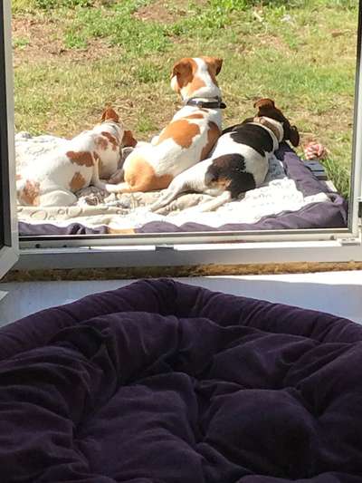 Dansky (Dansk-Svensk Gårdshund)-Beitrag-Bild