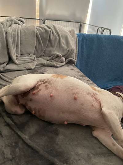 Dansky (Dansk-Svensk Gårdshund)-Beitrag-Bild