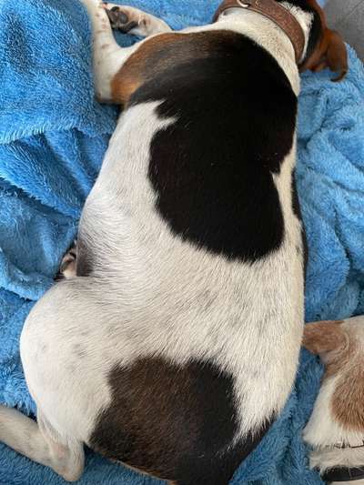 Dansky (Dansk-Svensk Gårdshund)-Beitrag-Bild