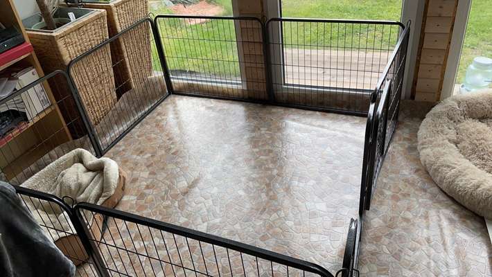 Dansky (Dansk-Svensk Gårdshund)-Beitrag-Bild