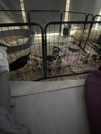 Dansky (Dansk-Svensk Gårdshund)-Beitrag-Bild