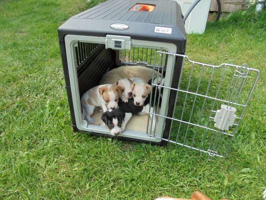 Dansky (Dansk-Svensk Gårdshund)-Beitrag-Bild