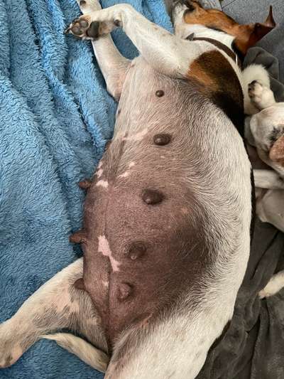 Dansky (Dansk-Svensk Gårdshund)-Beitrag-Bild