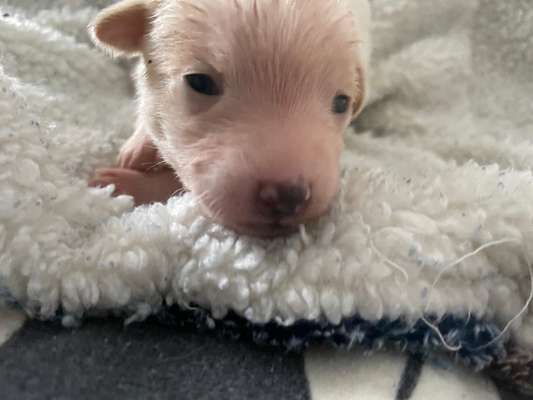 Dansky (Dansk-Svensk Gårdshund)-Beitrag-Bild