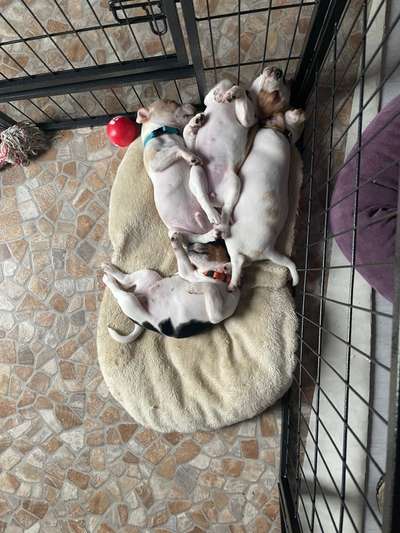 Dansky (Dansk-Svensk Gårdshund)-Beitrag-Bild