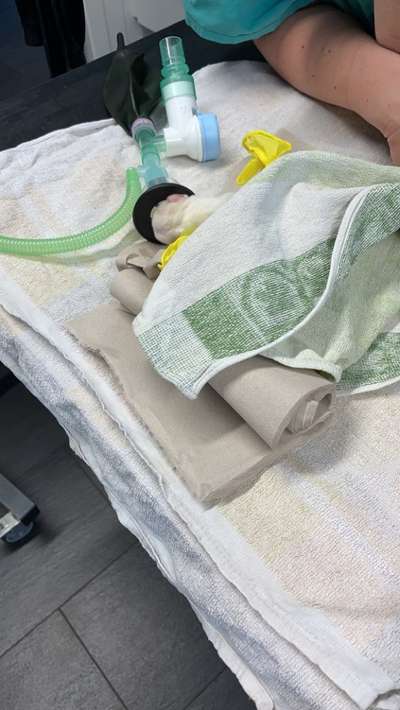 Dansky (Dansk-Svensk Gårdshund)-Beitrag-Bild