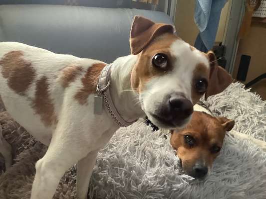 Seltene Rassen!-Beitrag-Bild