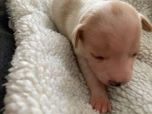 Dansky (Dansk-Svensk Gårdshund)-Beitrag-Bild