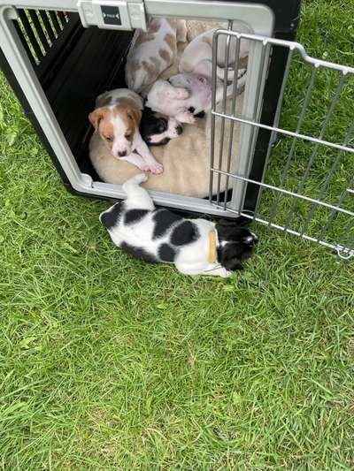 Dansky (Dansk-Svensk Gårdshund)-Beitrag-Bild