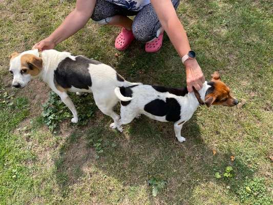 Dansky (Dansk-Svensk Gårdshund)-Beitrag-Bild