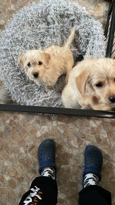 Dansky (Dansk-Svensk Gårdshund)-Beitrag-Bild