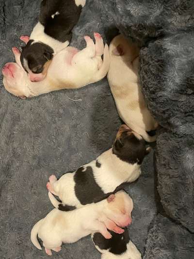 Dansky (Dansk-Svensk Gårdshund)-Beitrag-Bild