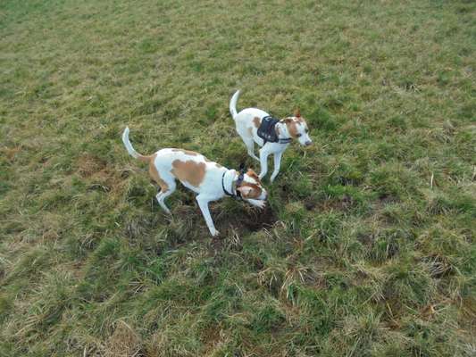 Dansky (Dansk-Svensk Gårdshund)-Beitrag-Bild