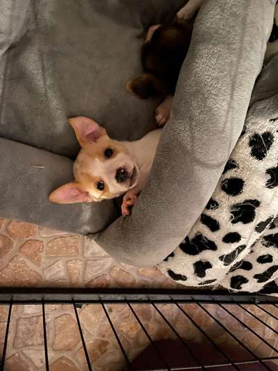 Dansky (Dansk-Svensk Gårdshund)-Beitrag-Bild