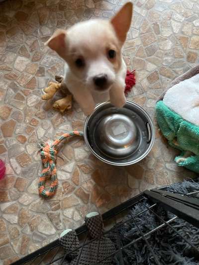 Dansky (Dansk-Svensk Gårdshund)-Beitrag-Bild