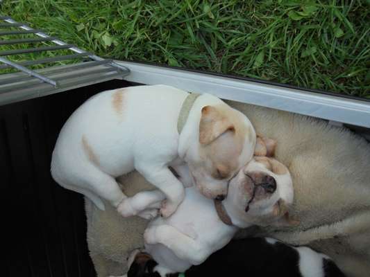 Dansky (Dansk-Svensk Gårdshund)-Beitrag-Bild